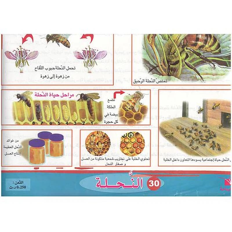 ملفات ورقية تعليمية النحلة + موضوع