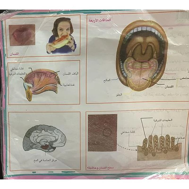 ملفات ورقية تعليمية اللسان + موضوع