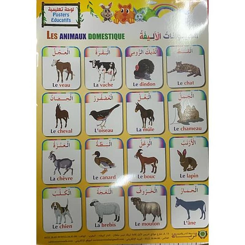 Poster éducatif L'appareil Respiratoire 1