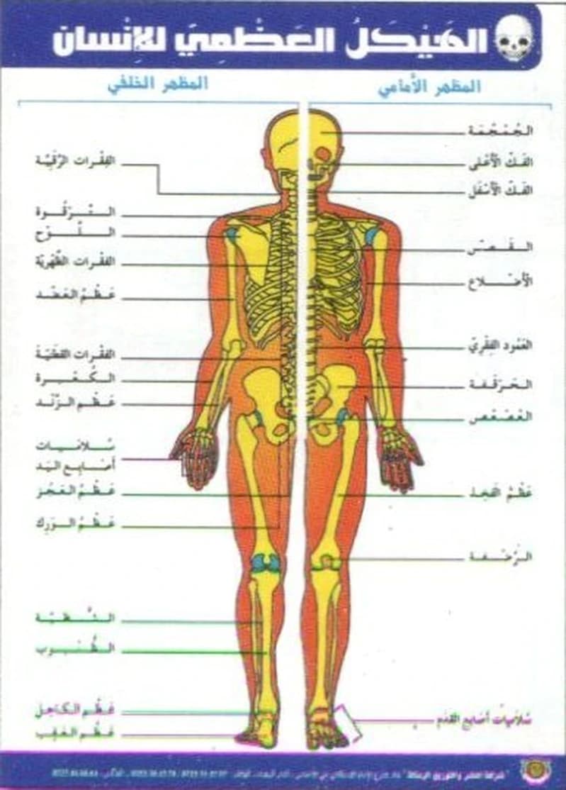 صويرات الهيكل العظمي للإنسان