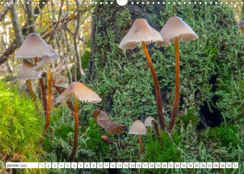 Un automne en foret (calendrier mural 2023 din a3 horizontal)