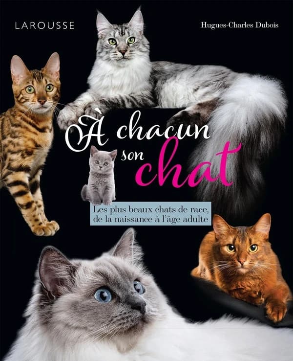 À chacun son chat : les plus beaux chats de race, de la naissance à l'âge adulte