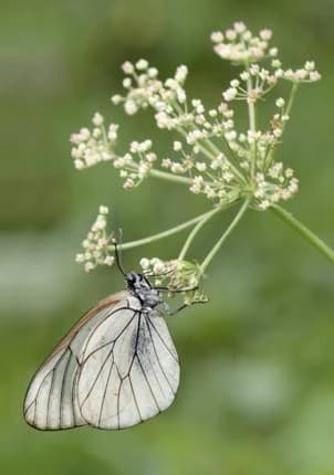 Carnet de photographes ; macrophotographie