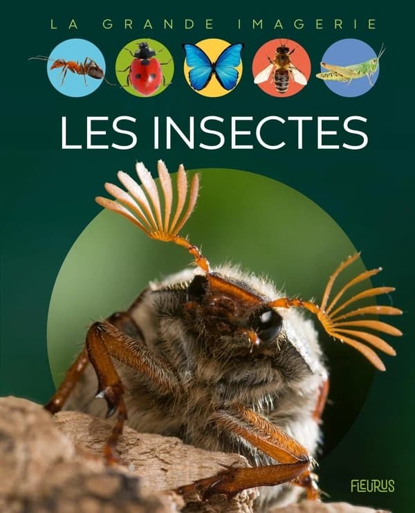 Les insectes (3e éd.) textes, Émilie Beaumont ; illustrations, Marie-Christine Lemayeur et Bernard Alunni