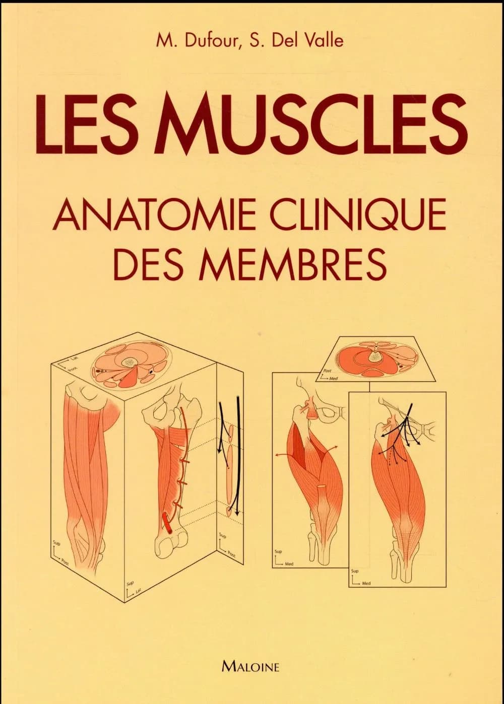 Les muscles : anatomie clinique des membres : fiches illustrées
