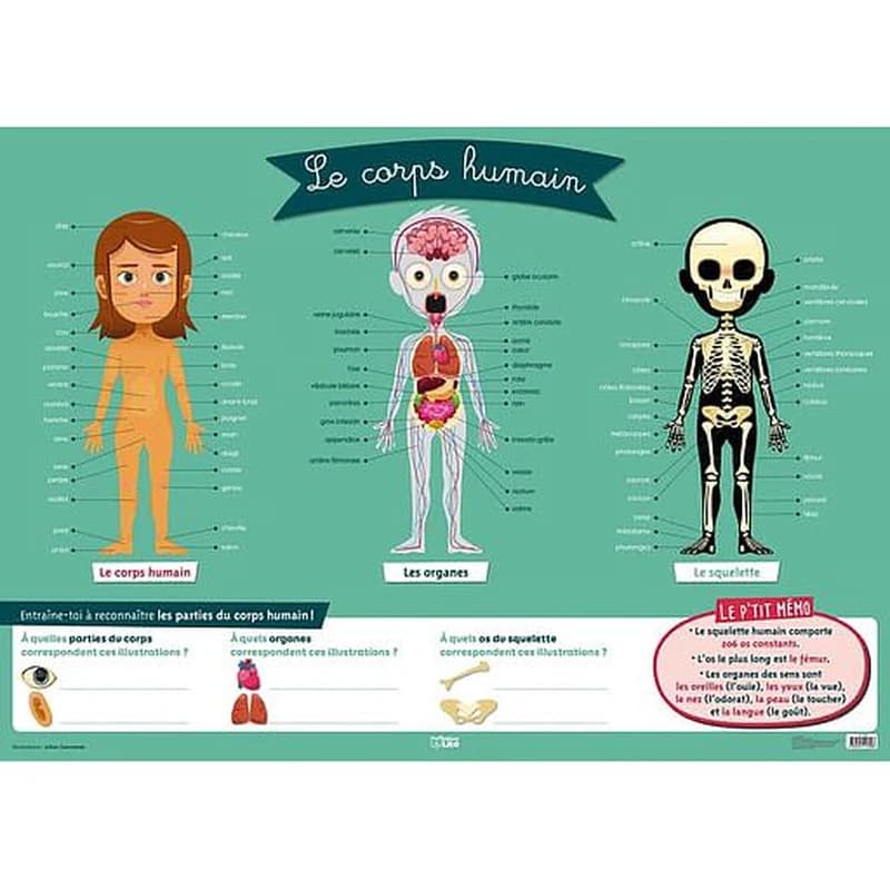 Le corps humain : [Panneau didactique]