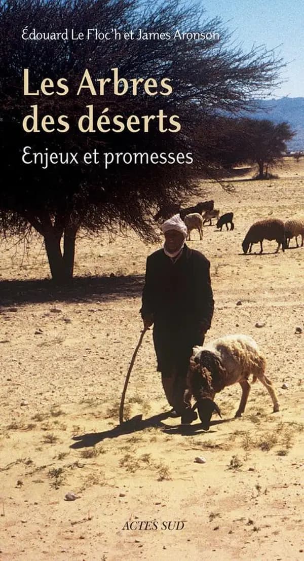 Les arbres des déserts : enjeux et promesses