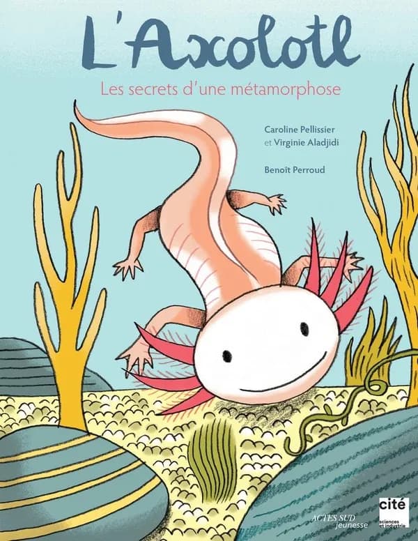 L'axolotl : les secrets d'une métamorphose