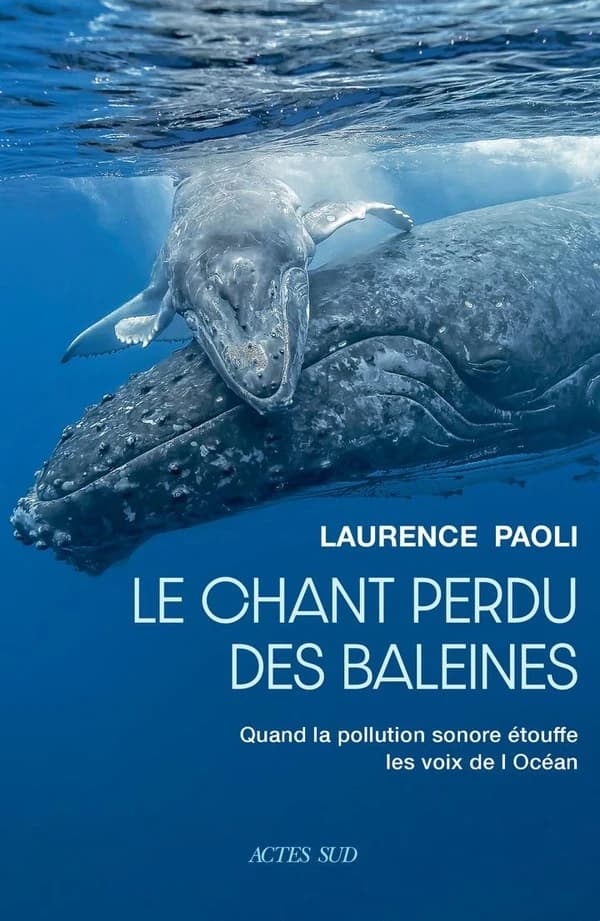 Le chant perdu des baleines : quand la pollution sonore étouffe les voix de l'océan