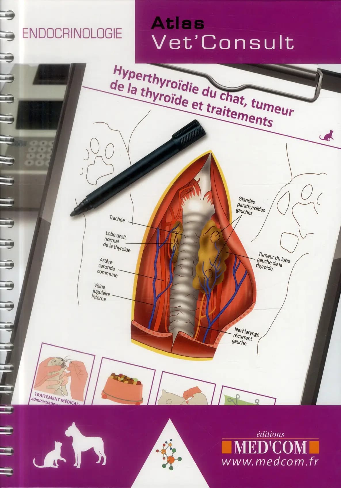 Endrocrinologie