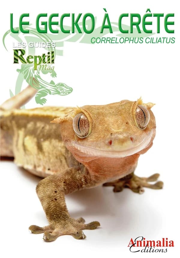 Le gecko à crête de Nouvelle-Calédonie : Correlophus, anc. Rhacodactylus ciliatus
