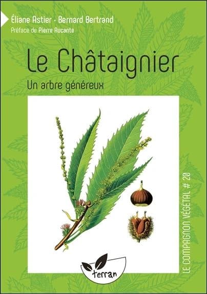 Le châtaignier : un arbre généreux