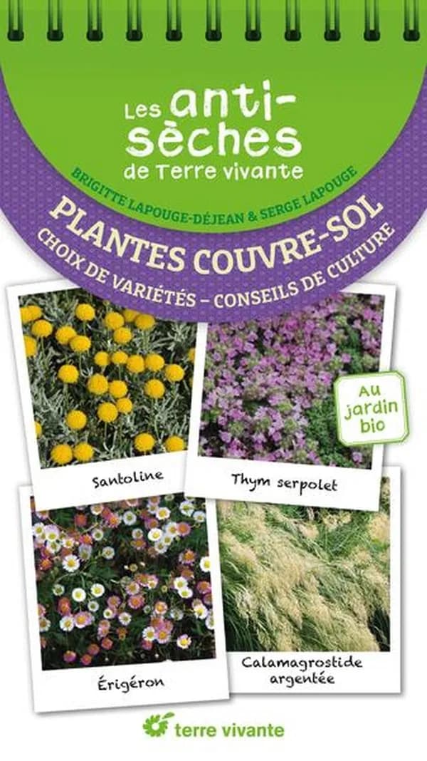 Plantes couvre-sols : choix de variétés, conseils de culture