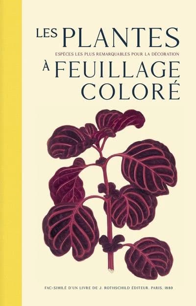 Les plantes à feuillage coloré : les espèces les plus remarquables pour la décoration