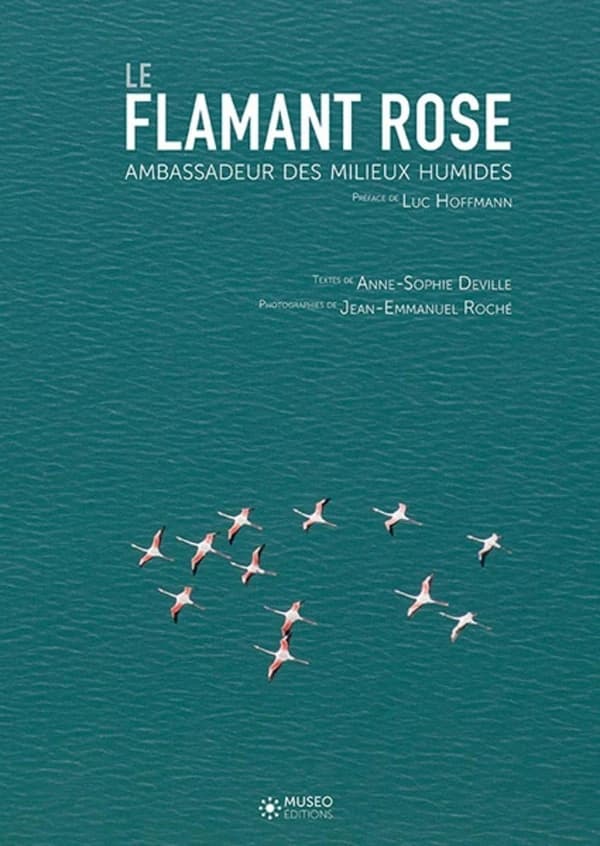 Le flamant rose : ambassadeur des milieux humides