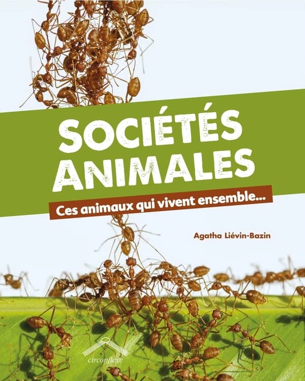 Sociétés animales : ces animaux qui vivent ensemble