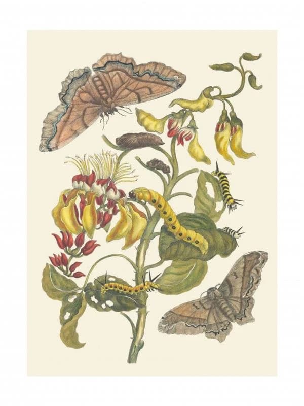 Palissade et papillons : édition illustrée : [Portfolio de reproductions]