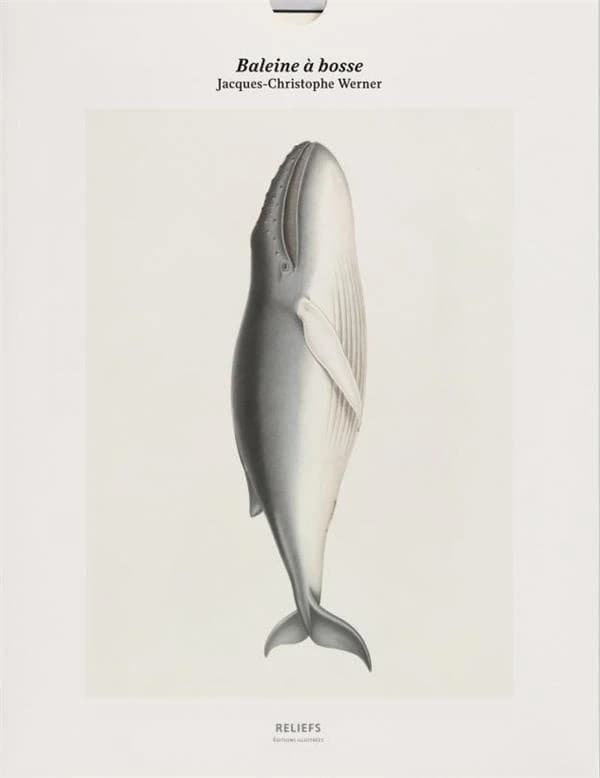 Baleine à bosse : tirage - édition illustrée : [Portfolio de reproductions]