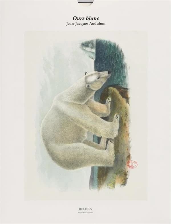 Ours polaire : tirage - édition illustrée : [Album ou portfolio de reproductions]