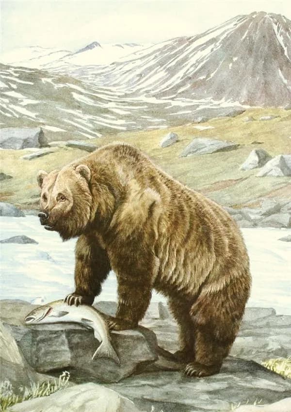 Carnet : animaux sauvages d'Amérique du nord : notes et lectures