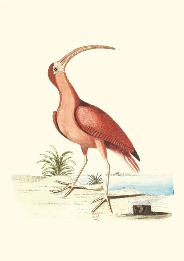 Carnet : recueil de divers oiseaux