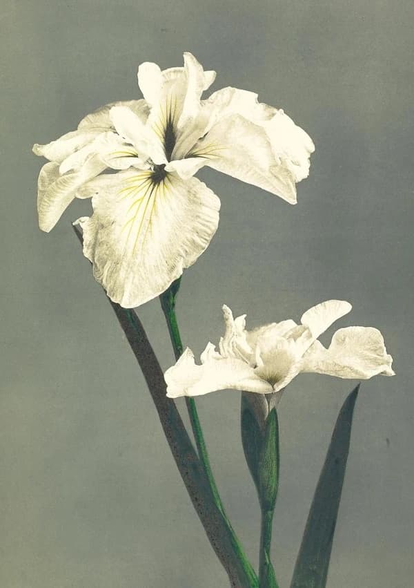 Carnet : Fleurs japonaises