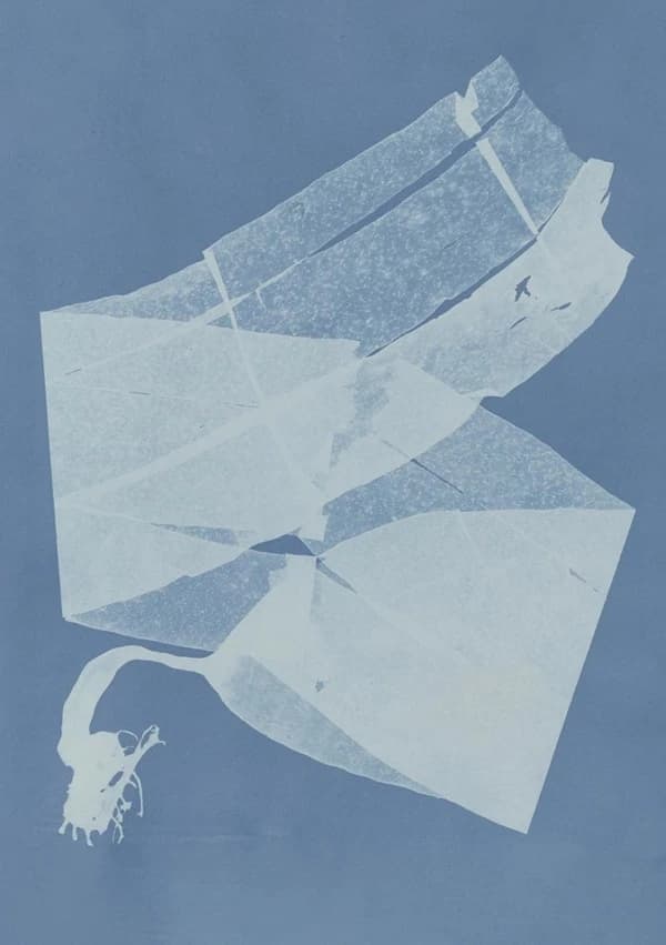 Carnet  : Herbier des mers