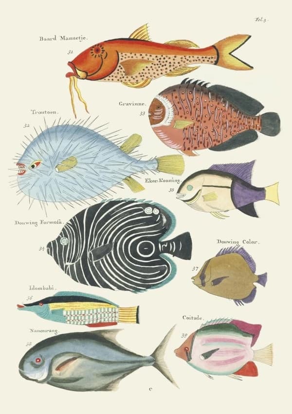 Carnet : Poissons, écrevisses et crabes