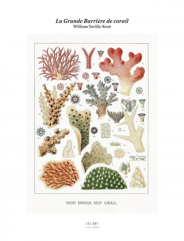 La Grande Barrière de corail : édition illustrée : [Portfolio de reproductions]