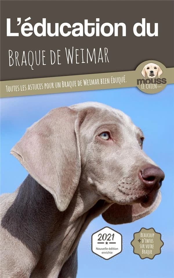 L'éducation du Braque de Weimar : toutes les astuces pour un Braque de Weimar bien éduqué