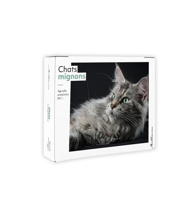 Agenda semainier Chats mignons