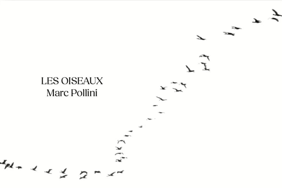 Oiseaux