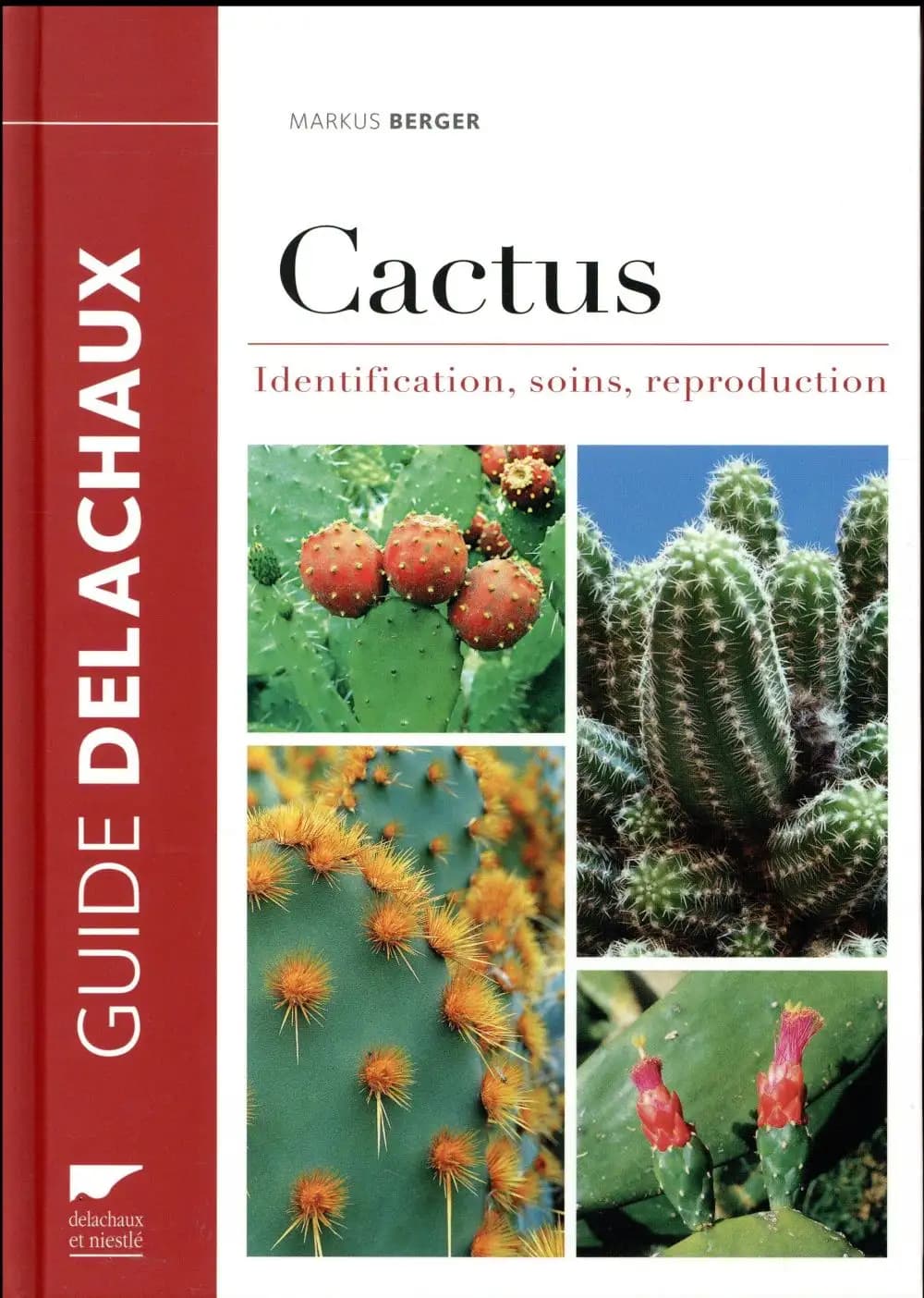 Cactus : identification, soins, reproduction