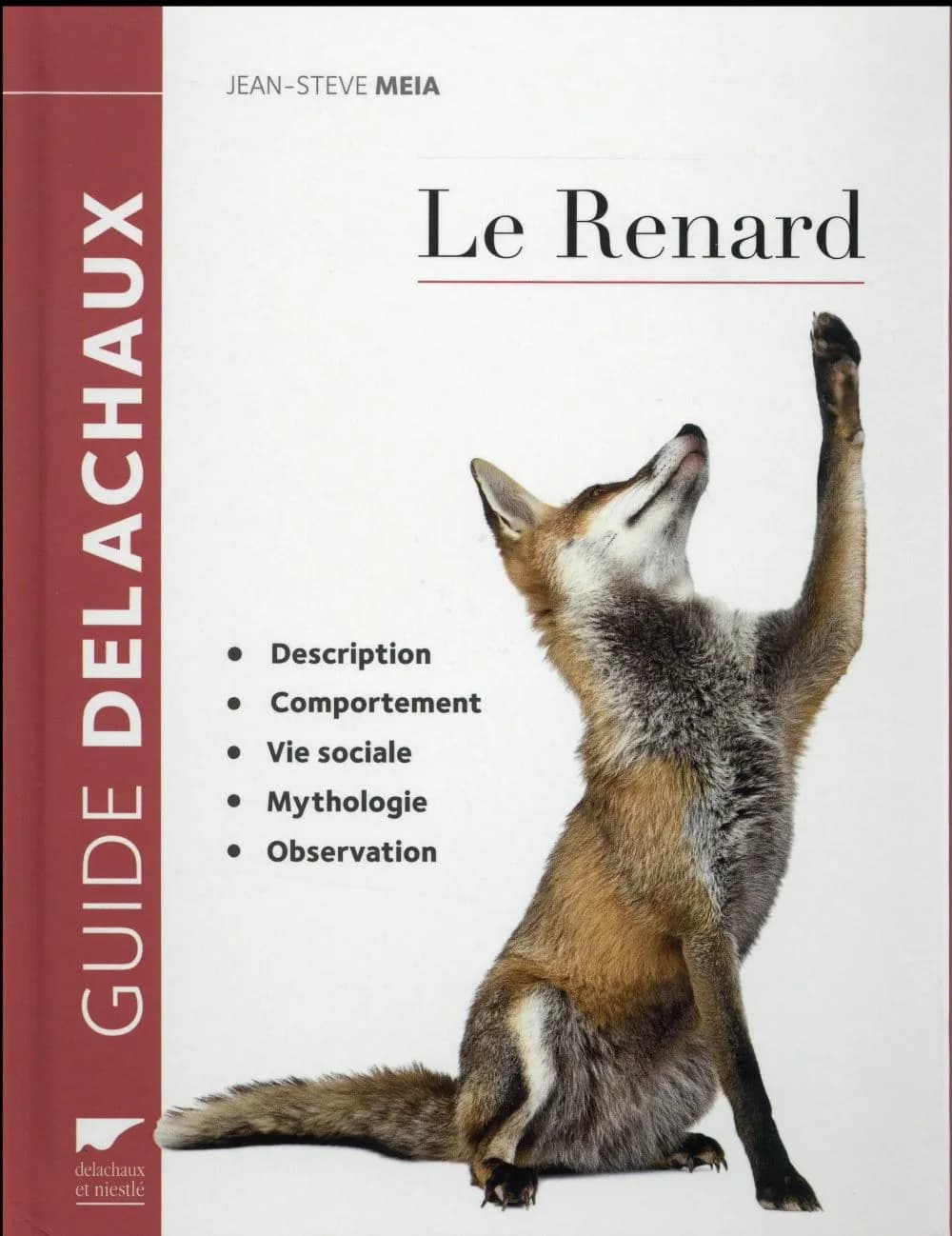 Le renard : description, comportement, vie sociale, mythologie, observation