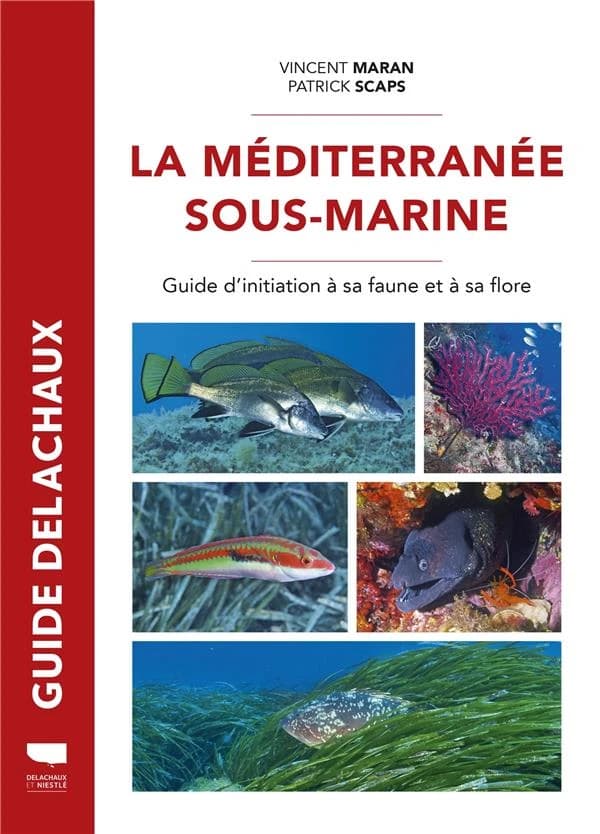 La Méditerranée sous-marine : guide d'initiation à sa faune et sa flore