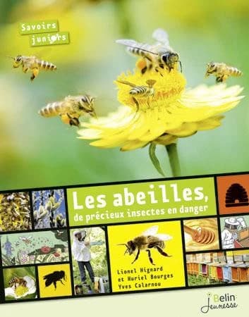Les abeilles : de précieux insectes en danger
