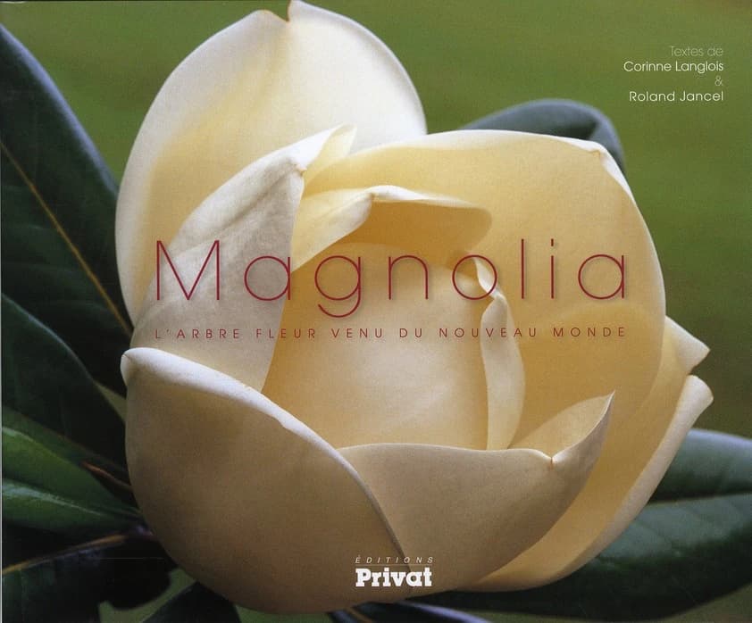 Magnolia : l'arbre fleur venu du nouveau monde