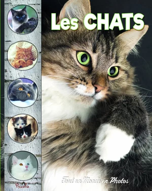 Tout un monde en photos : les chats