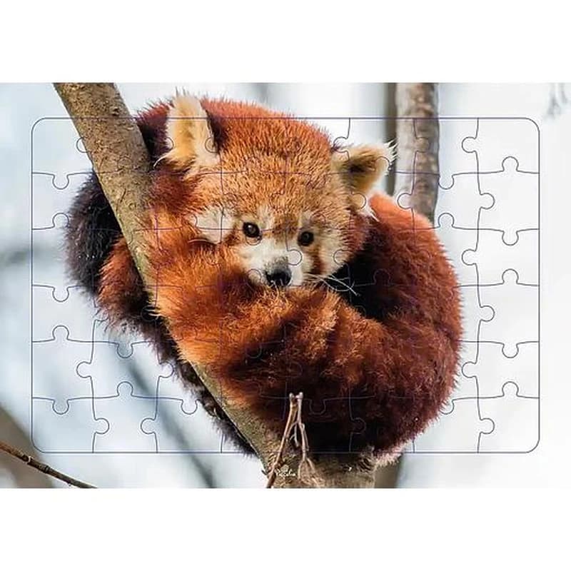Panda roux