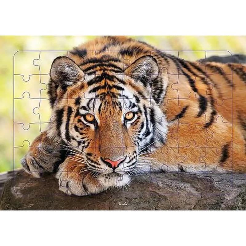 Tigre