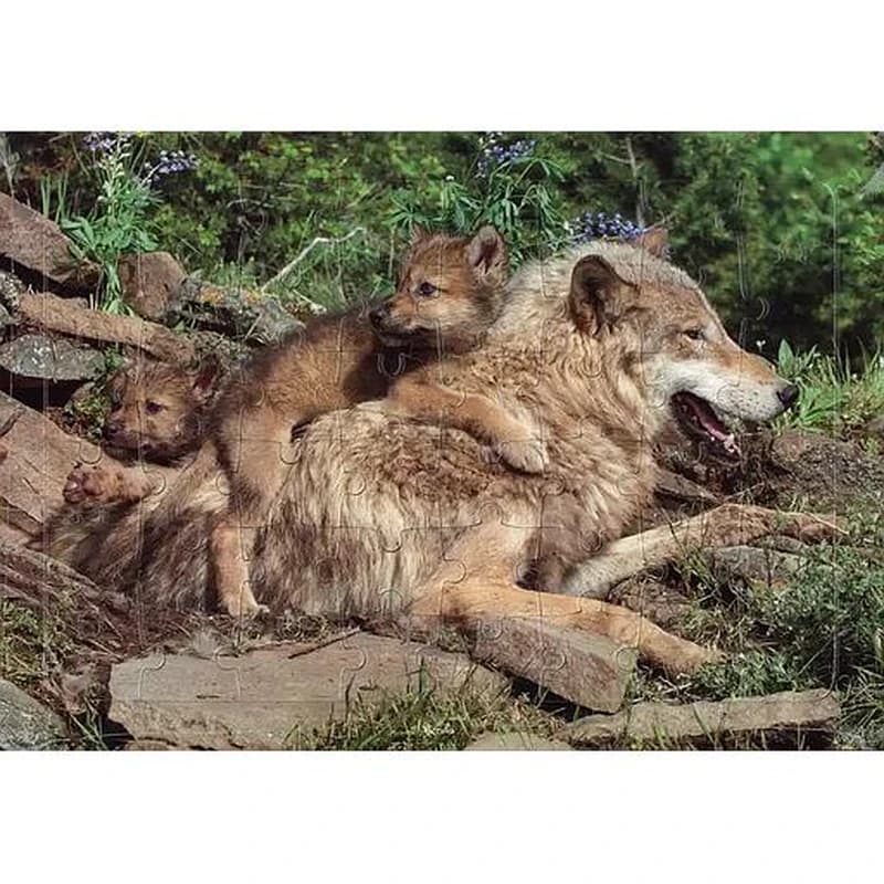 Loup