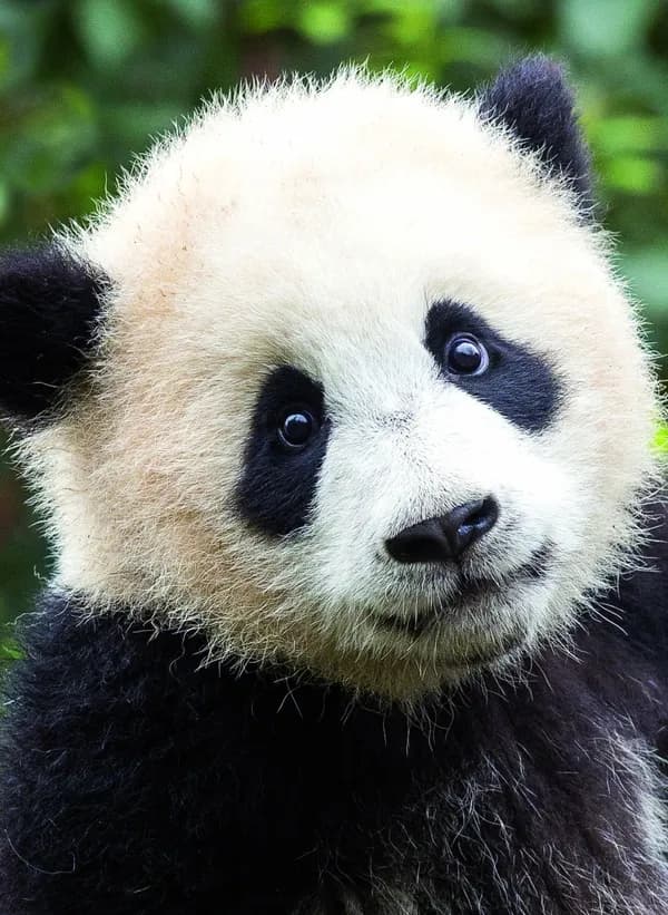 Carnet Panda