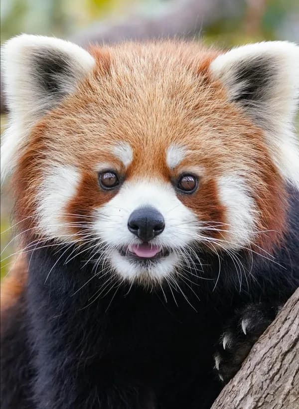 Panda roux