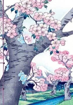 Les cerisiers en fleur dans l'estampe japonaise