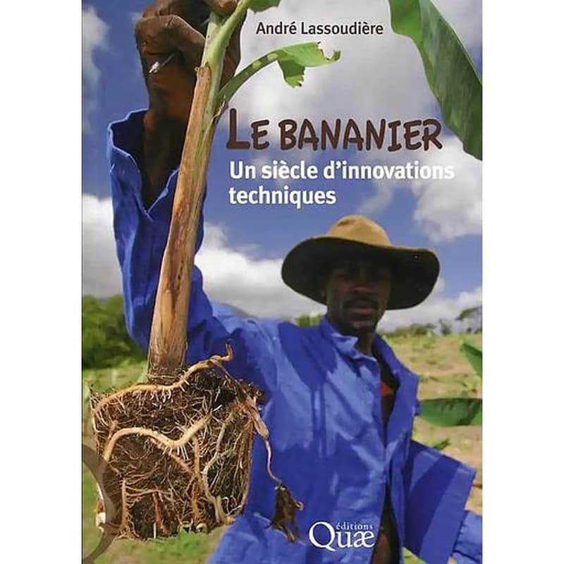 Le bananier