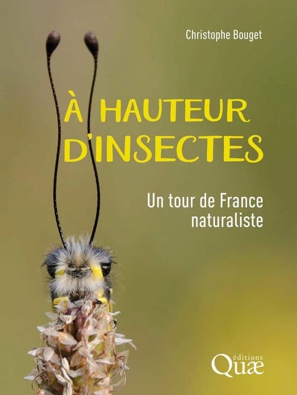 À hauteur d'insectes : un tour de France naturaliste