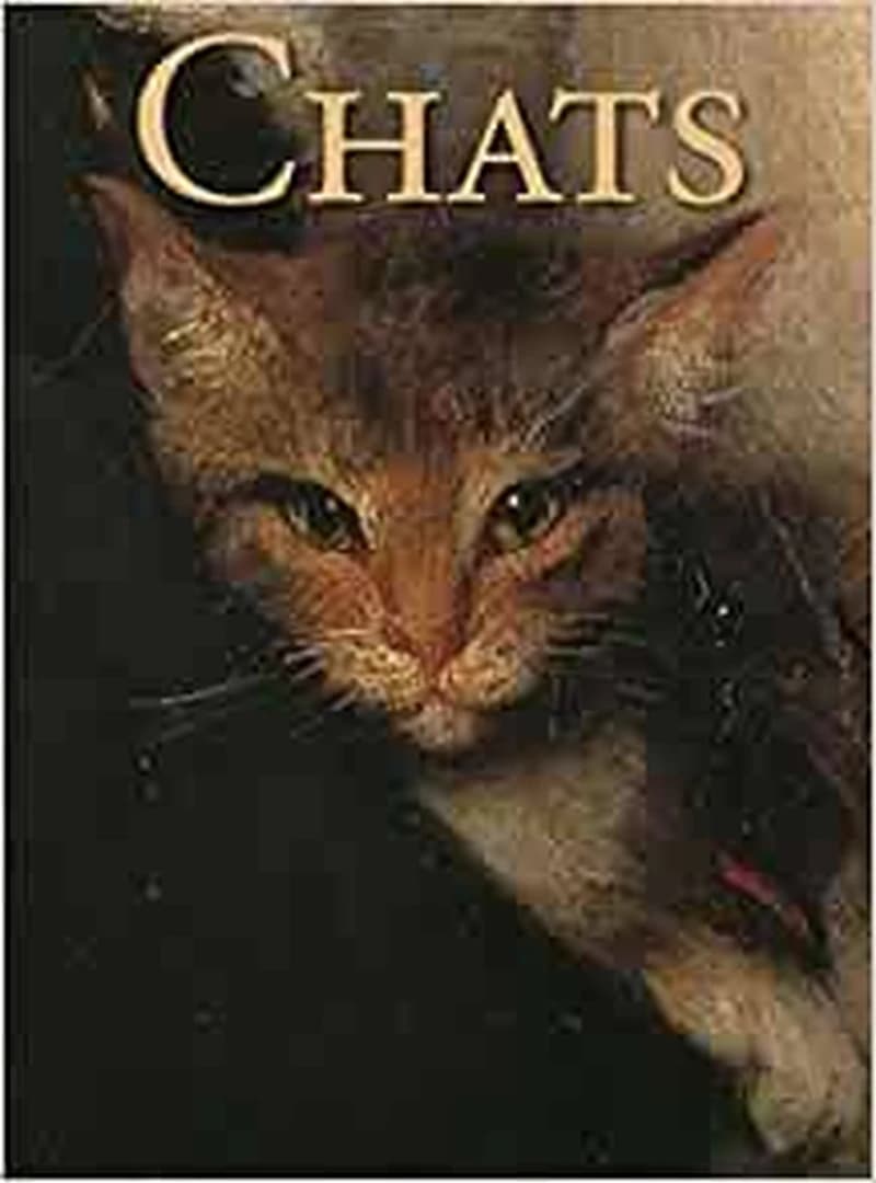 Chats : Coffret 30 cartes perpétuelles & enveloppes