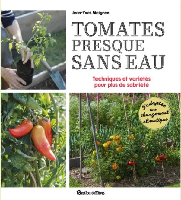 Tomates presque sans eau : conseils, astuces et variétés pour plus de sobriété