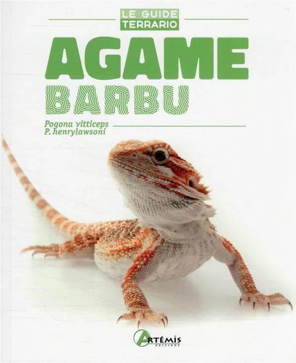 Agame barbu : Pogona vitticeps, P. henrylawsoni