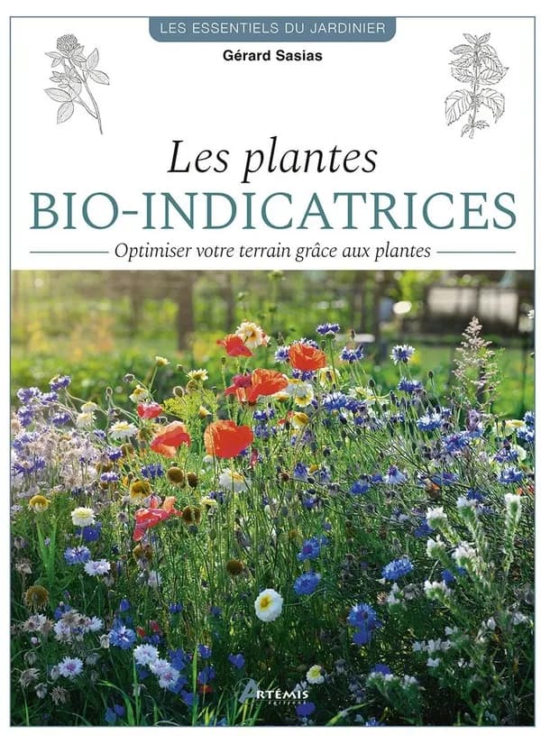 Les plantes bio-indicatrices : optimiser votre terrain grâce aux plantes